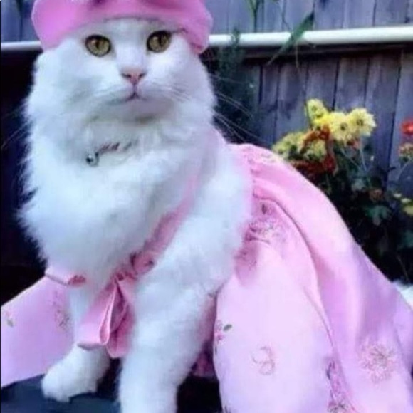 Meet your Posher, Luna - Picture 1 of 2